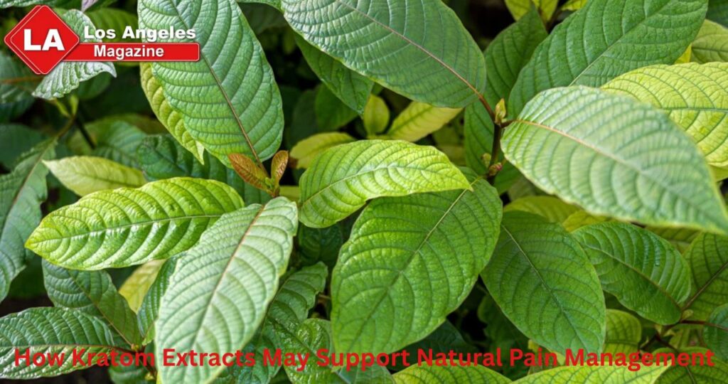 How Kratom Extracts May Support Natural Pain Management