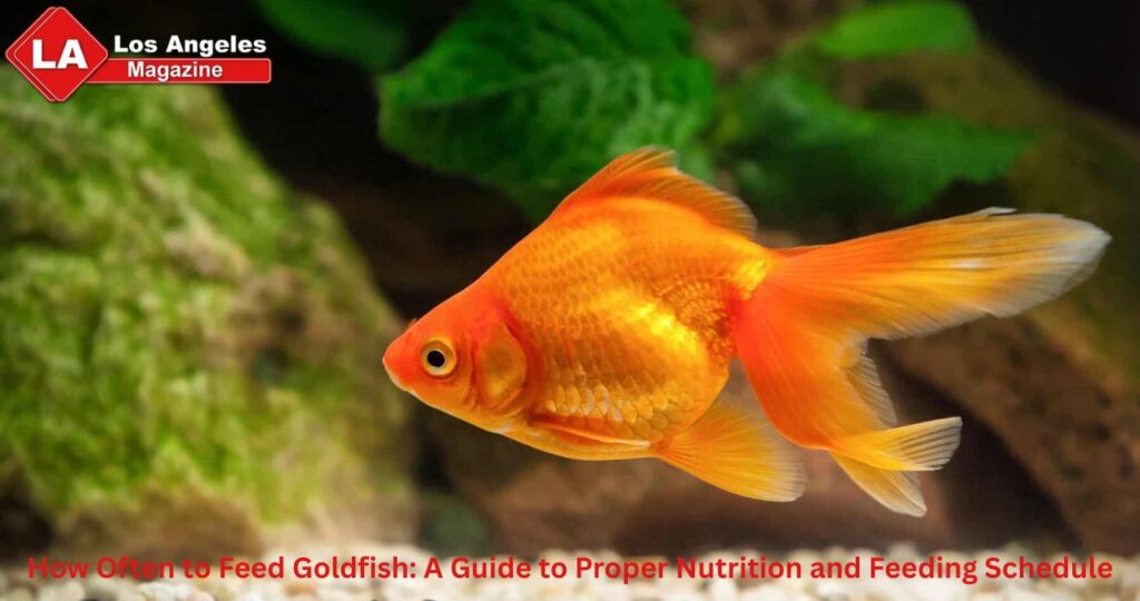 How Often to Feed Goldfish: A Guide to Proper Nutrition and Feeding Schedule
