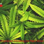 Cannabis Types Explained: Choosing the Right Strain for Your Needs