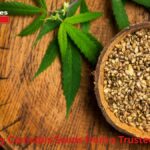 High Quality Cannabis Seeds from a Trusted Seedbank