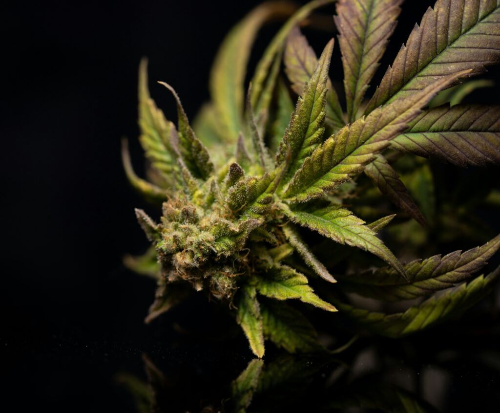 Exploring the Most Popular Cannabis Product Options