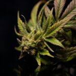 Exploring the Most Popular Cannabis Product Options