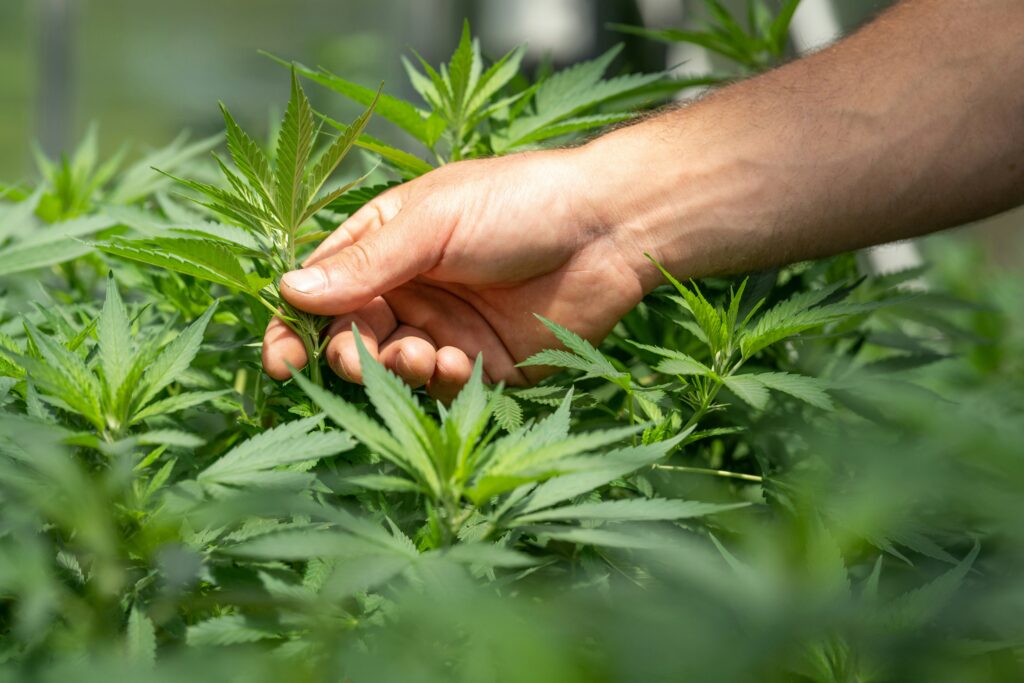 Integrating Technology into Cannabis Delivery Services