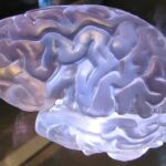 Understanding Cognitive Changes Across the Age Spectrum