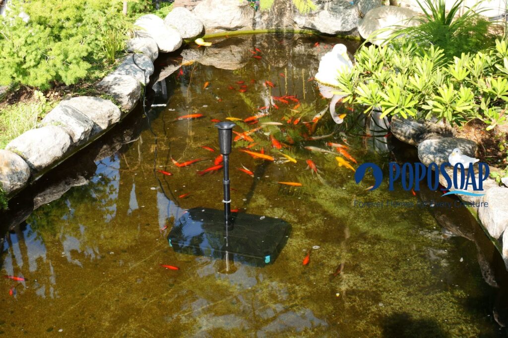 Sick Koi? Identifying Common Fish Diseases and How to Deal with Them