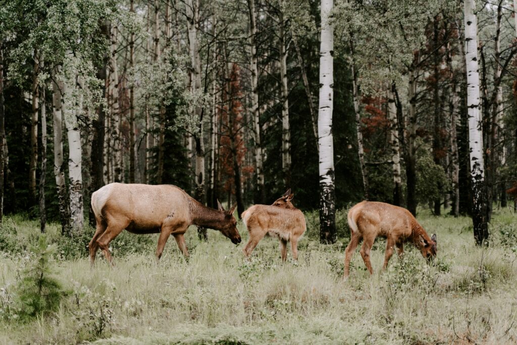Top Equine Supplies for Health and Performance