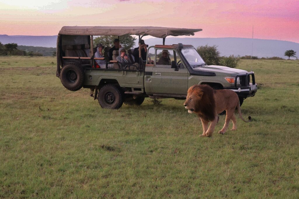 Beyond Dune Bashing: Unique Safari Activities a Travel Agency Arranges